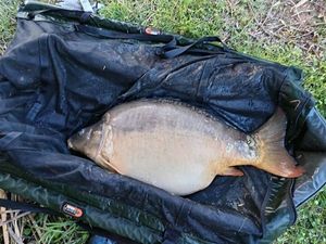 Mirror Carp