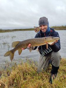 Northern Pike