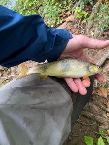 Brown Trout