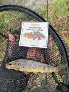 Brown Trout