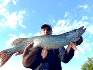 Northern Pike