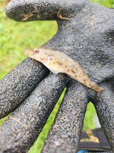 Round Goby