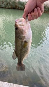 Smallmouth Bass