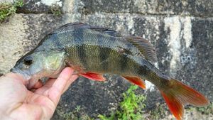 European Perch