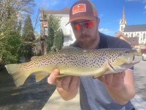 Brown Trout