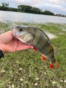 European Perch