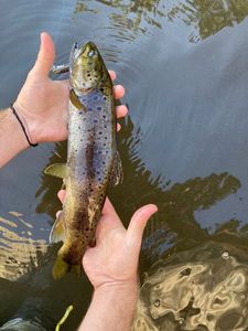 Brown Trout