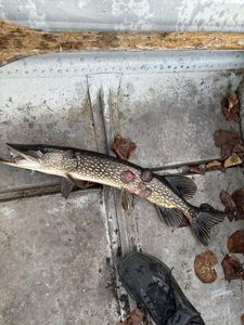 Northern Pike