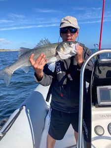European Bass (Seabass)