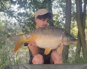 Mirror Carp