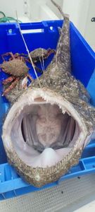 Angler Fish