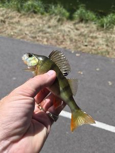 European Perch