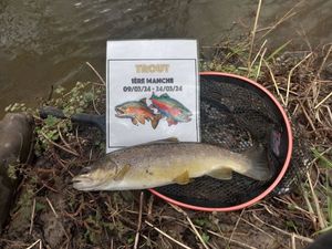 Brown Trout