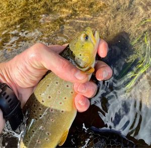 Brown Trout
