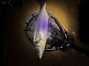 European Bass (Seabass)