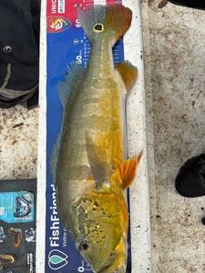 Peacock bass (Speckled Pavon)