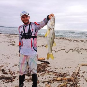 Common Snook