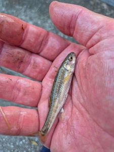 Common Minnow