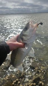 European Bass (Seabass)