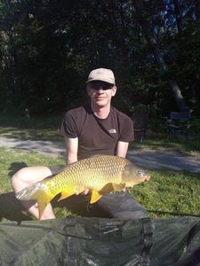 Common Carp