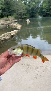 European Perch