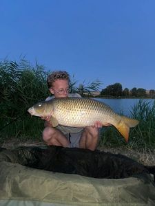 Common Carp