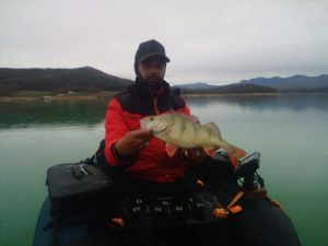 European Perch