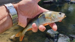 European Perch