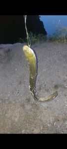 European Eel (Common Eel)