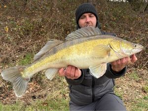 Zander