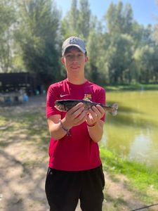Rainbow Trout