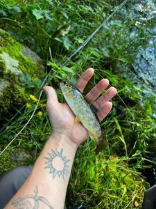 Brown Trout