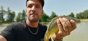Mirror Carp