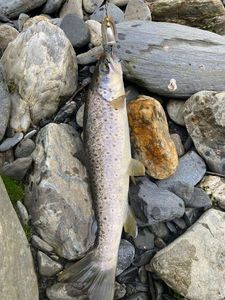 Brown Trout
