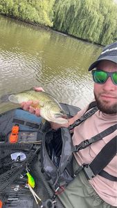 Largemouth Bass