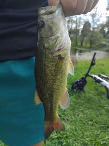 Largemouth Bass