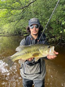 Largemouth Bass
