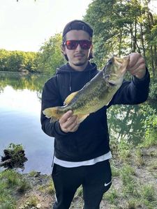 Largemouth Bass
