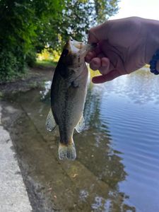 Largemouth Bass