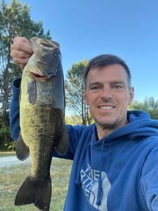 Largemouth Bass