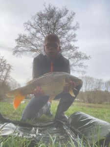 Common Carp