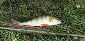 European Perch