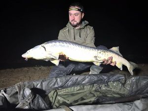 Sturgeon