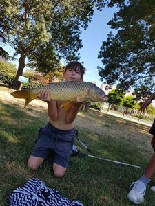 Common Carp