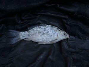 Koï Fish