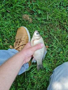Crucian Carp