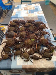 Velvet Swimming Crab