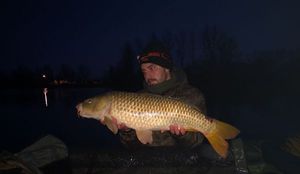 Common Carp