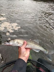 Zander