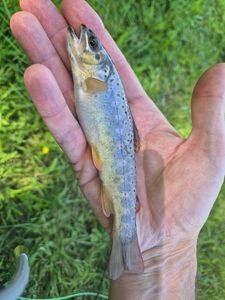 Brown Trout